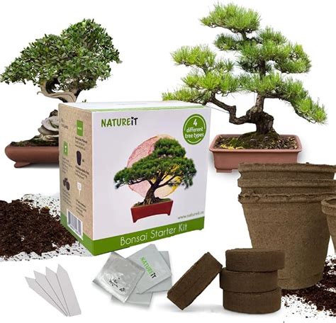 Bonsai Tree Seed Starter Kit All You Need To Grow 4 Bonsai Trees From