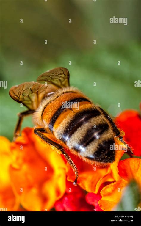 Maltese Honey Bee Banque De Photographies Et Dimages Haute