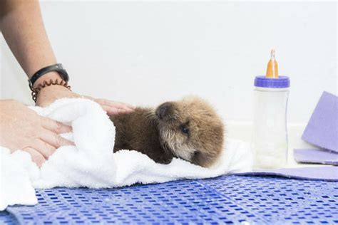 Photos Orphaned Sea Otter Pup Rescued By Shedd Aquarium And Monterey