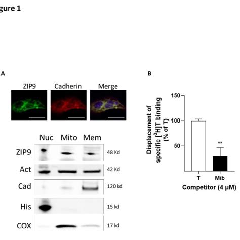 Inhibition Of HUVEC Proliferation A Cell Proliferation Assessed By