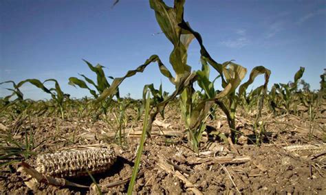 La Sequía En Las Provincias Argentinas Golpea Al Campo Y Preocupa A Los