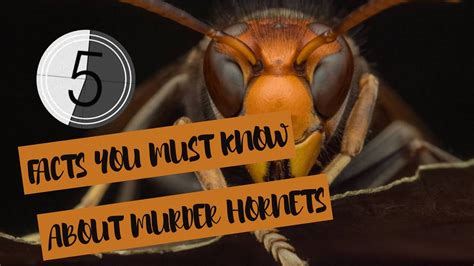 5 Facts You Must Know About Murder Hornets Youtube