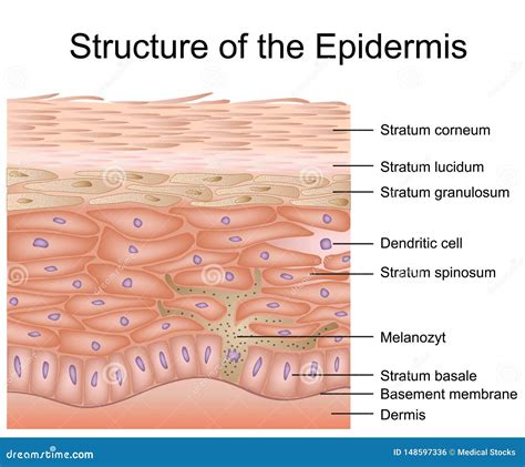 Structure Of The Epidermis Medical Vector Illustration Dermis Anatomy