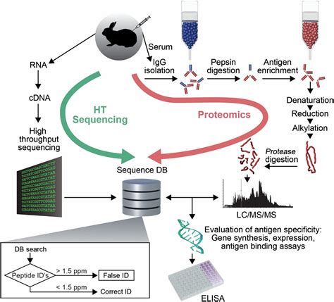 Molecular Deconvolution Of The Monoclonal Antibodies That Comprise The Polyclonal Serum Response