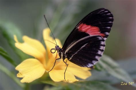 Mariposa Del Cartero Las Mariposas Del G Nero Heliconius P Flickr