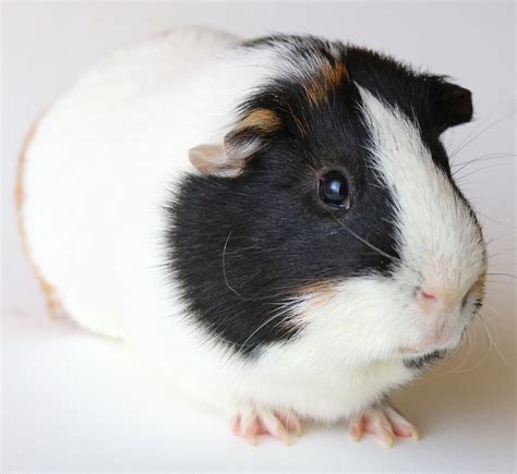 Why Do Guinea Pigs Lick You Exploring The Language Of Licking And