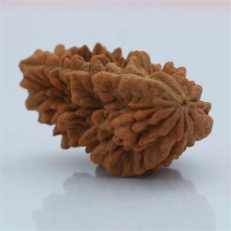 Half Moon Shape Brown 1 Mukhi Rudraksha At Rs 9500 In Bengaluru Id