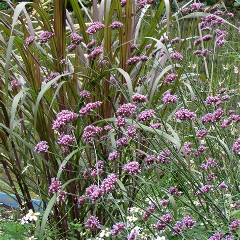 Purple Top Vervain Verbena Bonariensis Tall Perennial With Profuse Clusters Of Fragrant