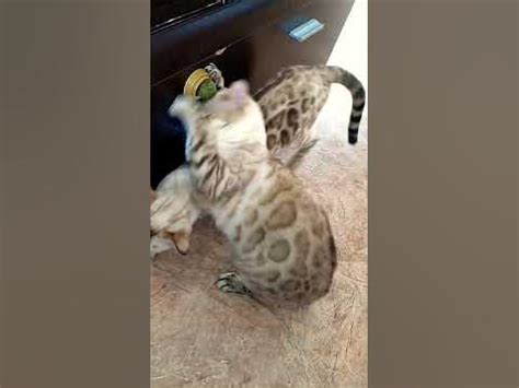 Леденец для кошек) - YouTube