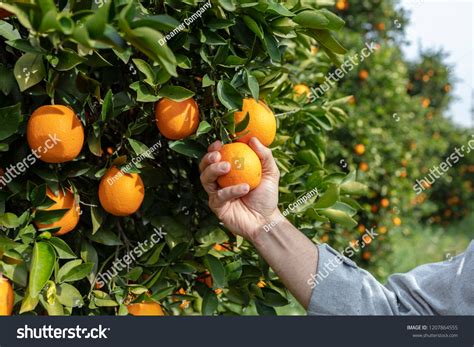 865,752 Orange harvest Images, Stock Photos & Vectors | Shutterstock