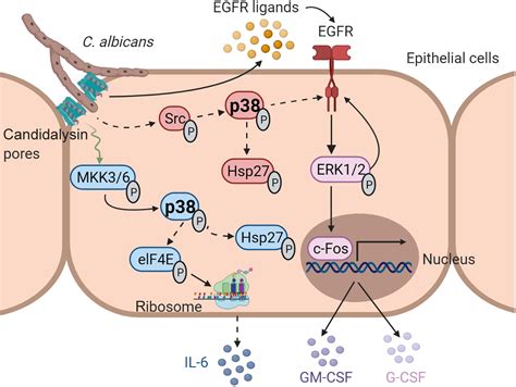 The Candida Albicans Toxin Candidalysin Mediates Distinct Epithelial