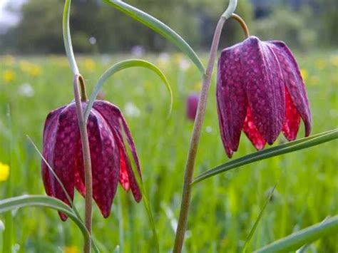 Plante Rare Din România De La Garofiţa Piatra Craiului La Crinul De