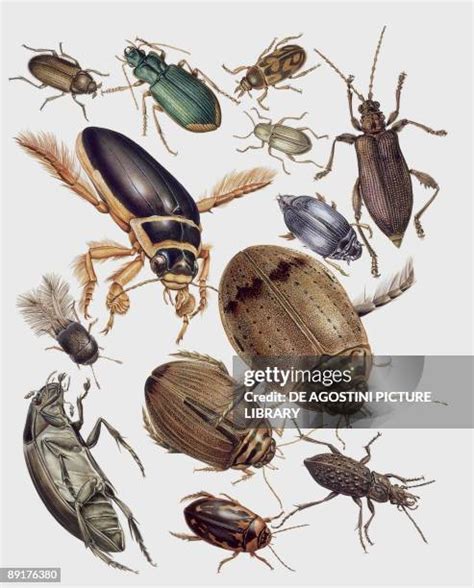 coleoptera   premium high res pictures getty images