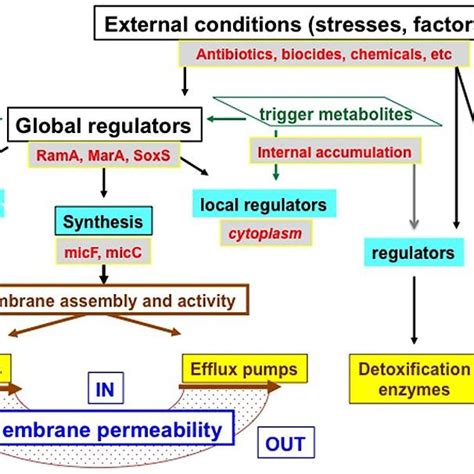 (PDF) Enterobacter aerogenes and Enterobacter cloacae; Versatile ...