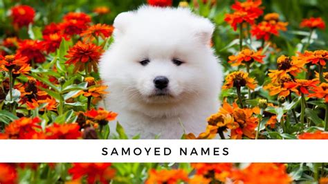 Samoyed Names For Your Smiling Pup