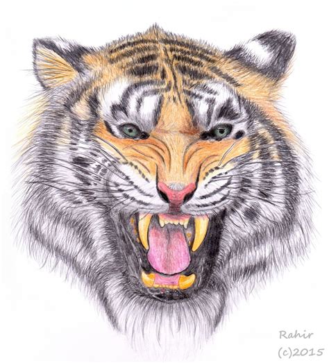 Realistic Tiger Portrait — Weasyl