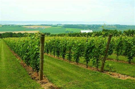 Annapolis Valley East Visit Nova Scotia Wineries