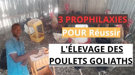 Voici Les Prophylaxies A Respecter Pour R Ussir Levage Des Poulets