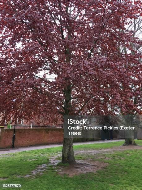 Pohon Beech Tembaga Batang Kanopi Bawah Foto Stok Unduh Gambar