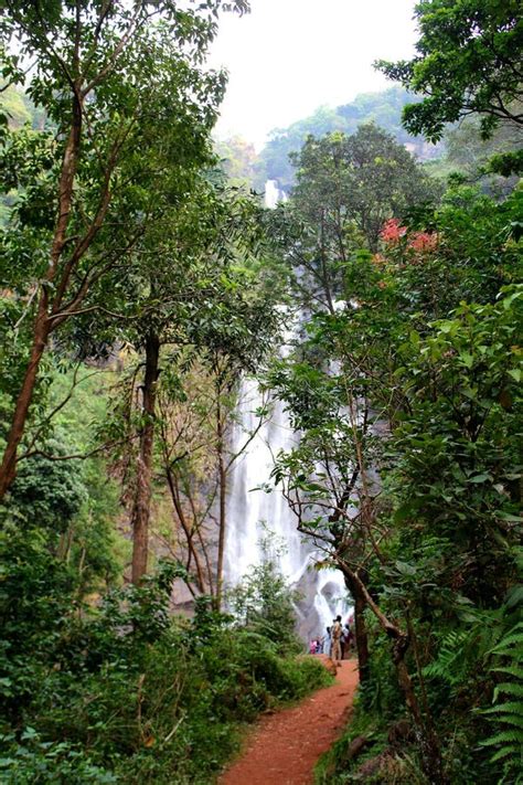 Hebbe Falls in Chikmagalur, Karnataka, India. Beautiful Waterfalls in Bhadra Tiger Reserve ...