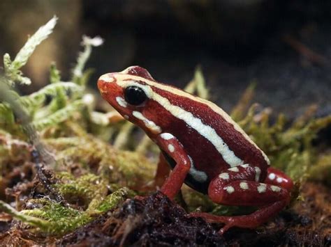 Epipedobates Tricolor Cuidados E Cria O Em Cativeiro Meus Animais