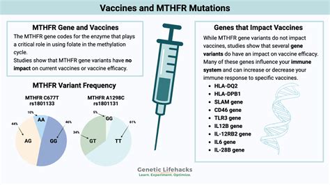 Vaccines And The Mthfr Mutation Genetic Lifehacks