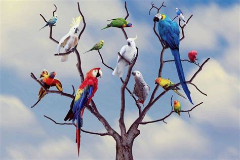 Different Types Of Parrots And Their Traits | Pets Nurturing