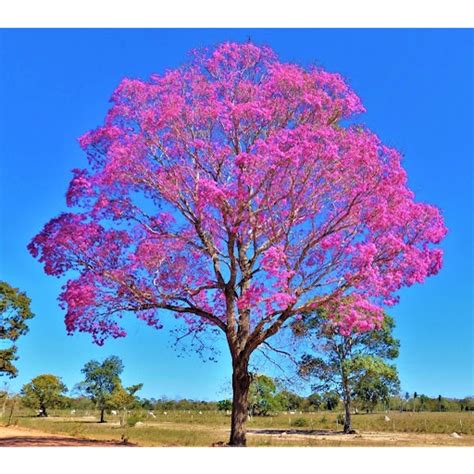 100 Sementes De Ype Ipe Rosa Sítio Chácara Fazenda Shopee Brasil