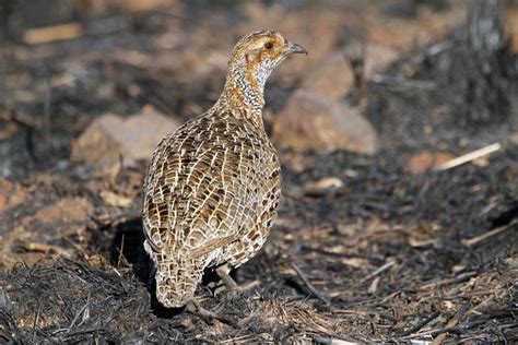 Grey winged francolin - Alchetron, The Free Social Encyclopedia