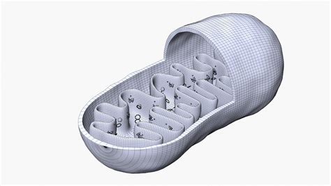 Mitochondria - 3D Model by esfey