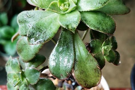 Defeat Succulent Fungus Top 7 Proven Techniques Succulent Alley