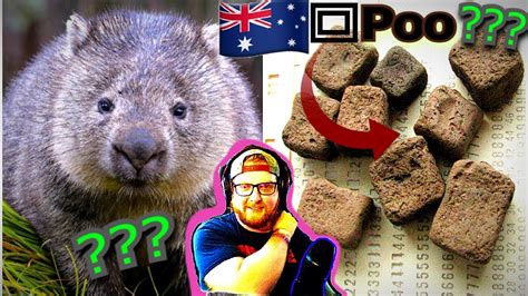 American Reacts To Australia Wombats And Their Cube Poop ¯ツ