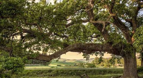 Valorizzazione Degli Alberi Monumentali Calabresi Presentata Proposta