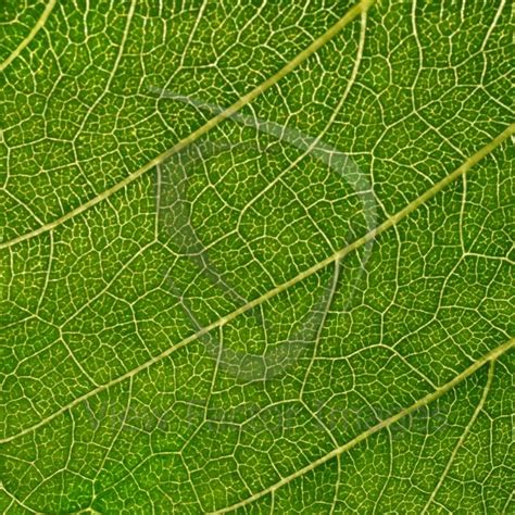 Sunflower leaf - View Factor Images