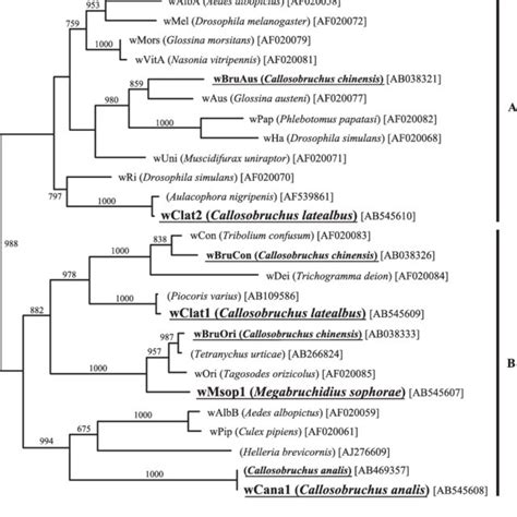 Phylogenetic Analysis Of Wolbachia Strains From Bruchine Beetles And