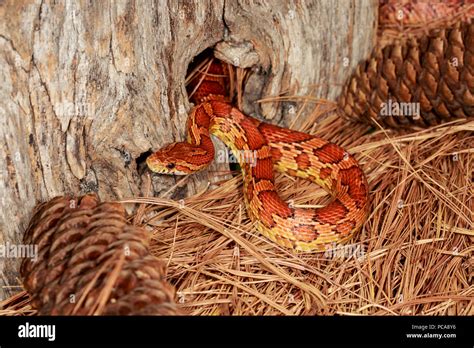 Corn Snake Pantherophis Guttatus Stock Photo Alamy