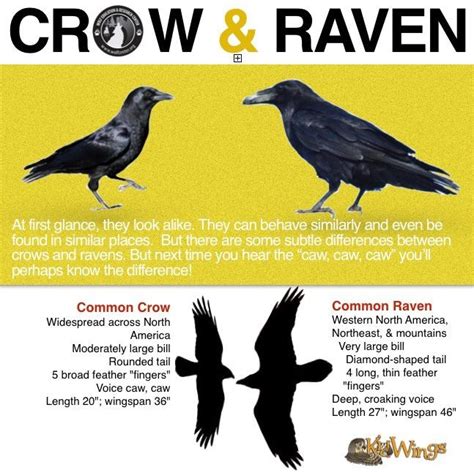 61 best images about Crows & Ravens on Pinterest | Edgar allan poe, The