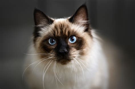 Discover the Endearing Traits of Ragdoll Cats | Ragdoll Cat Characteristics