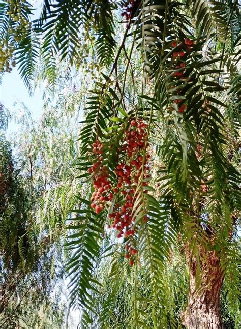 Schinus Molle False Pepper Spanish Trees