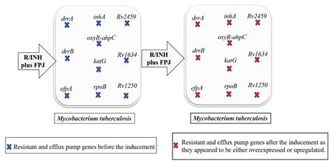 Differential Expression Of Resistant And Efflux Pump Genes In Mdr Tb