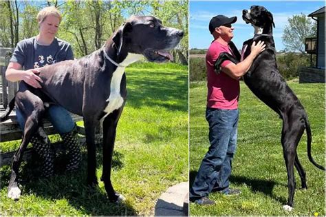 Gentle giant: Great Dane in the US named Kevin recognised by Guinness as world’s tallest dog ...