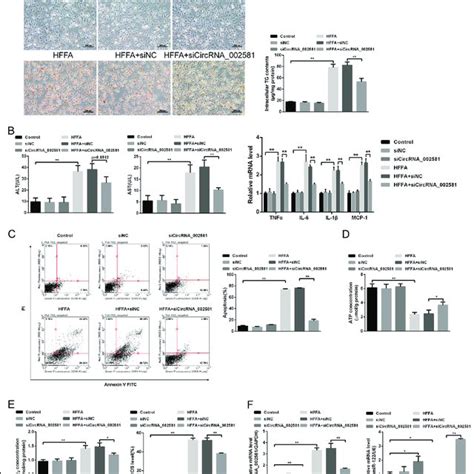 Effect Of Antagonizing Circrna002581 On Autophagy In Mcd Induced Nash