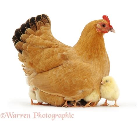 Buff Bantam Hen With Chicks Photo WP09611