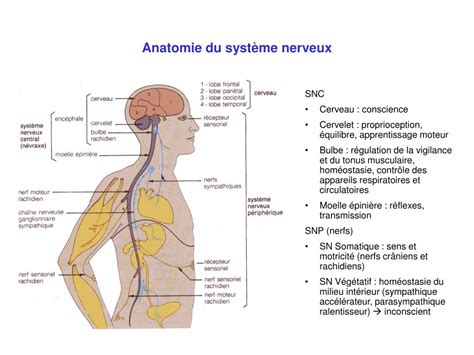 PPT Système nerveux et plongée PowerPoint Presentation free download