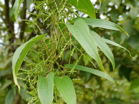 Dioscorea oppositifolia / Dioscorea opposita - Indian Yam, Chinese Yam ...