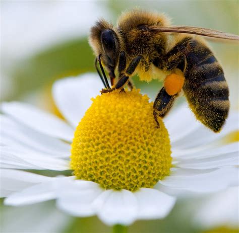 Frühjahrsboten Diese Tiere und Pflanzen verkünden den Frühling