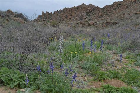 Big Bend Flush With Wildflowers