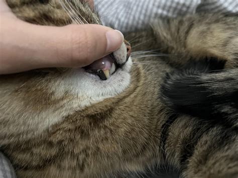 Help! cat gingivitis ? : r/catcare