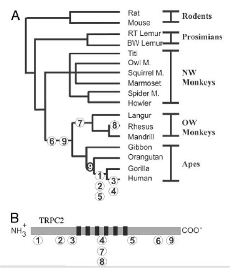 Primate Phylogenetic Tree