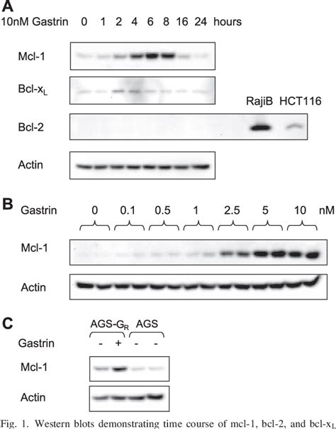 Figure 1 From Gastrin Increases Mcl 1 Expression In Type I Gastric Carcinoid Tumors And A